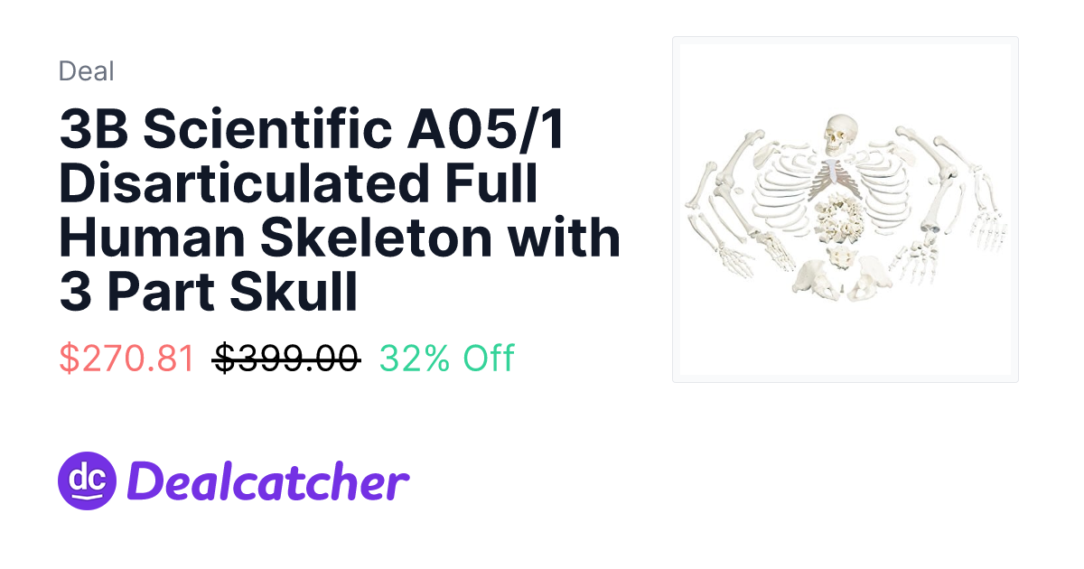 3B Scientific A05/1 Disarticulated Full Human Skeleton with 3 Part ...